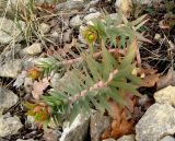 Euphorbia rigida. Побеги (на верхушках скрыты соцветия). Крым, окр. Ялты, заповедник Мыс Мартьян. 23 февраля 2012 г.