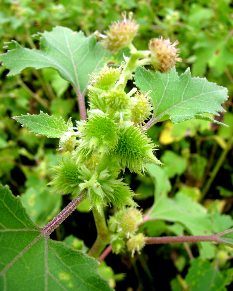 Изображение особи Xanthium orientale.