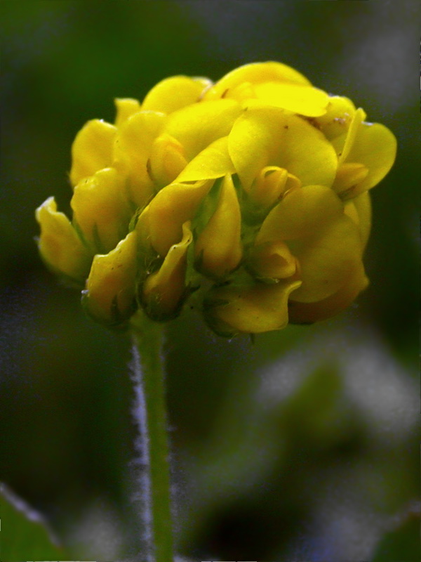 Image of Medicago lupulina specimen.