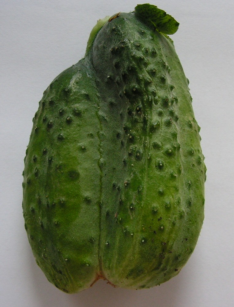 Image of Cucumis sativus specimen.