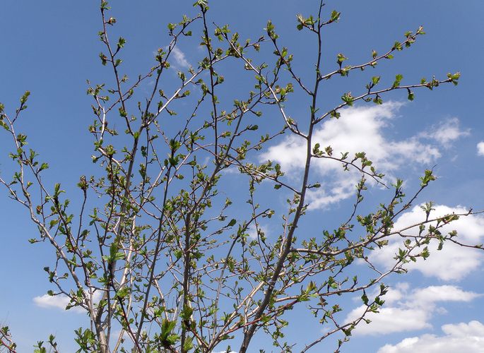 Image of Crataegus maximowiczii specimen.