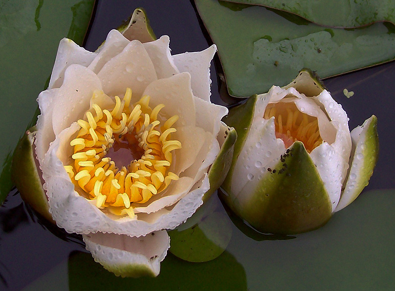 Image of Nymphaea candida specimen.