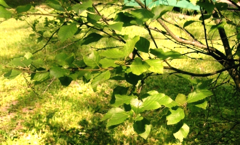 Image of Betula pumila specimen.