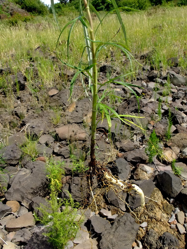 Изображение особи Artemisia selengensis.