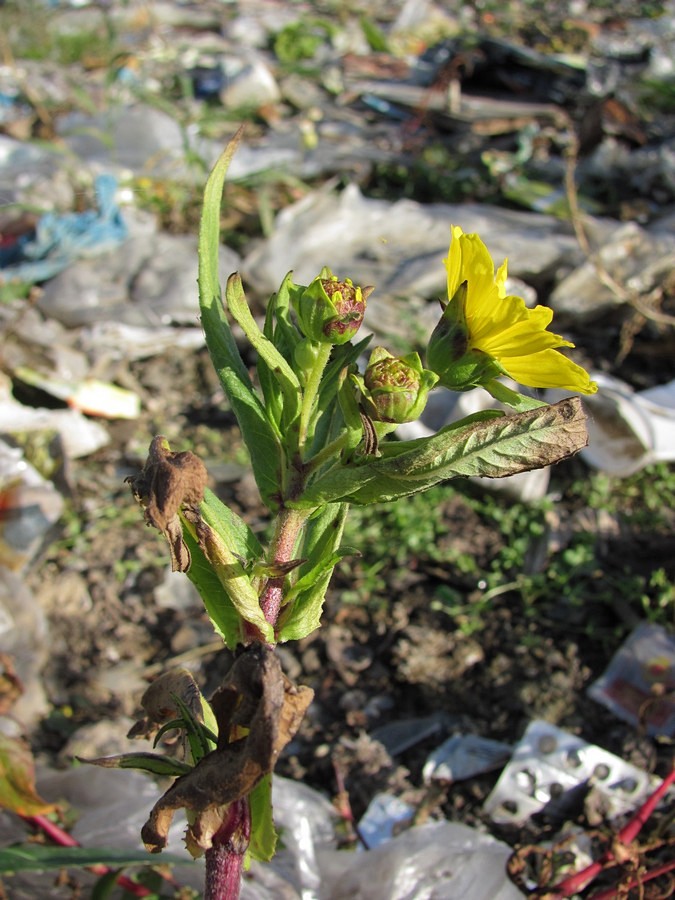 Image of Guizotia abyssinica specimen.