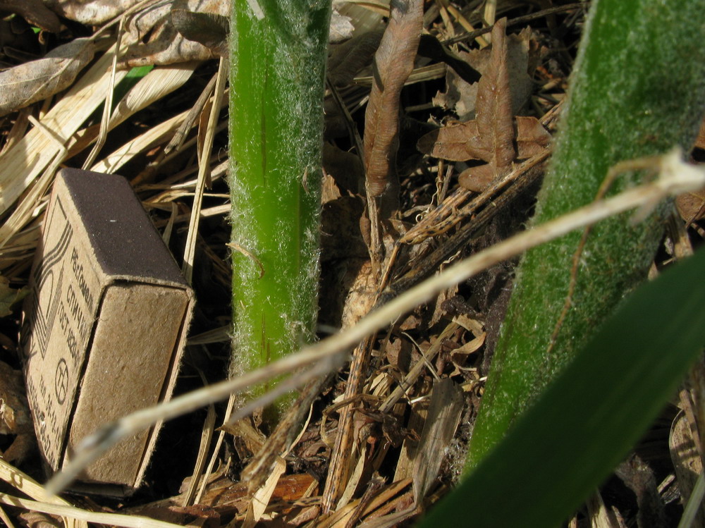 Image of Pteridium pinetorum ssp. sajanense specimen.