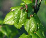 Tilia cordata. Распускающиеся листья. Московская обл., Раменский р-н, окр. дер. Хрипань, садовый участок. 08.05.2012.