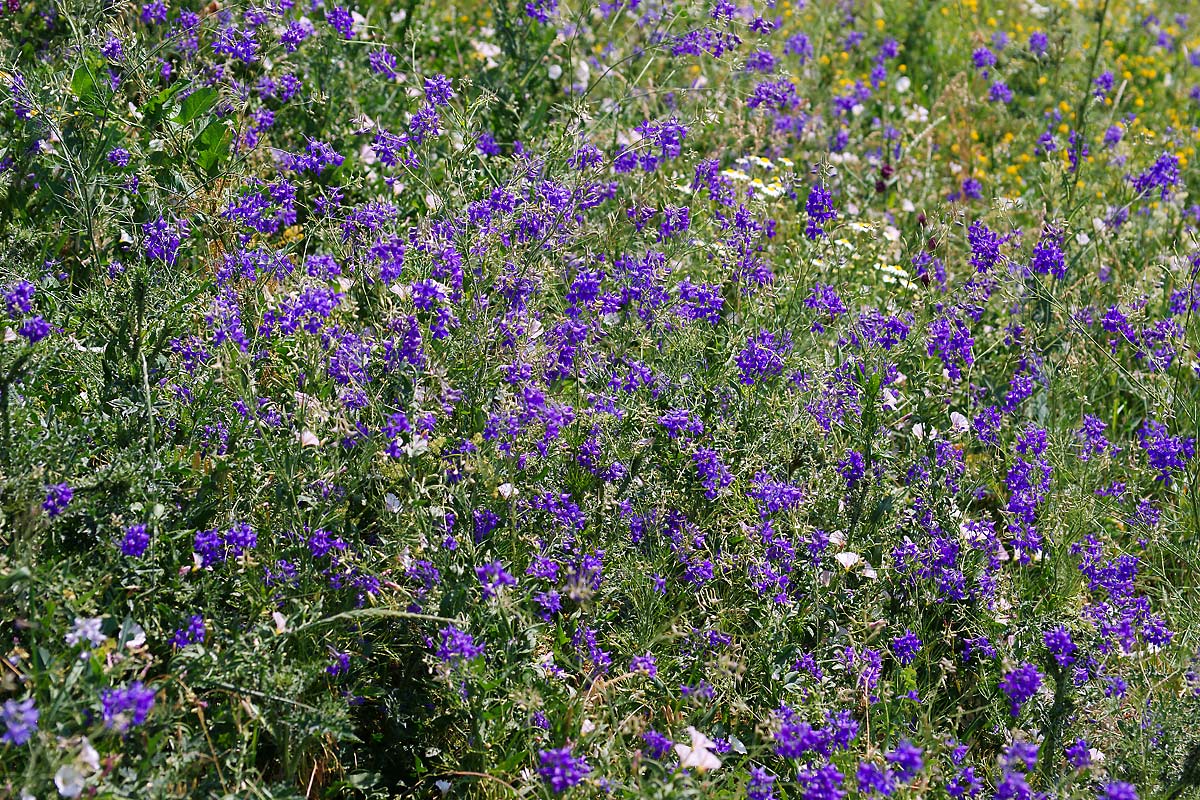 Изображение особи Delphinium consolida.