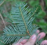 Abies nephrolepis