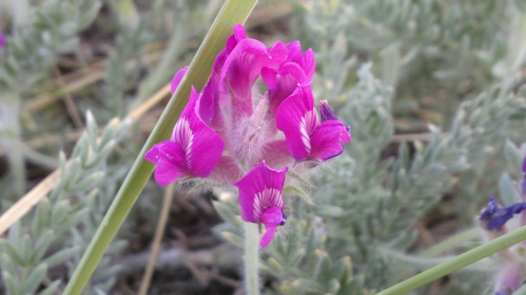 Image of Oxytropis lanata specimen.