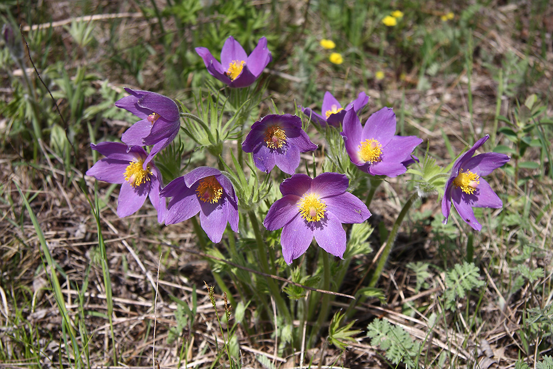 Image of Pulsatilla multifida specimen.