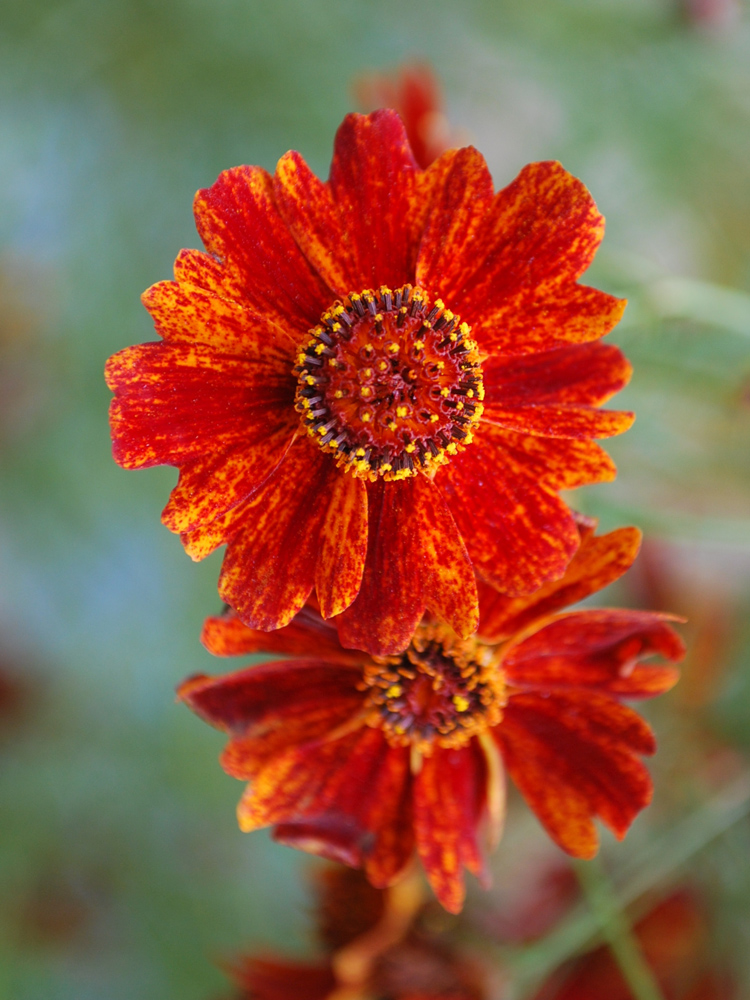 Image of Coreopsis tinctoria specimen.