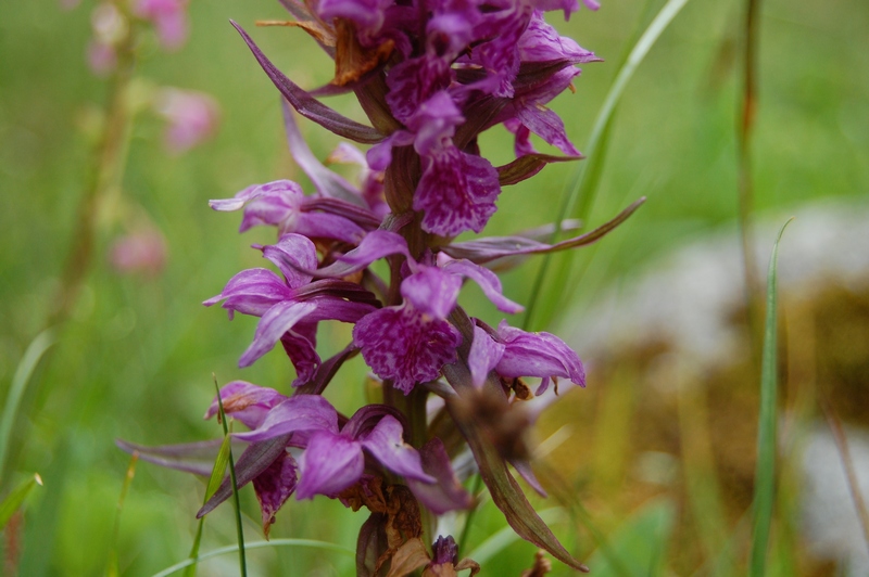 Image of Dactylorhiza euxina specimen.