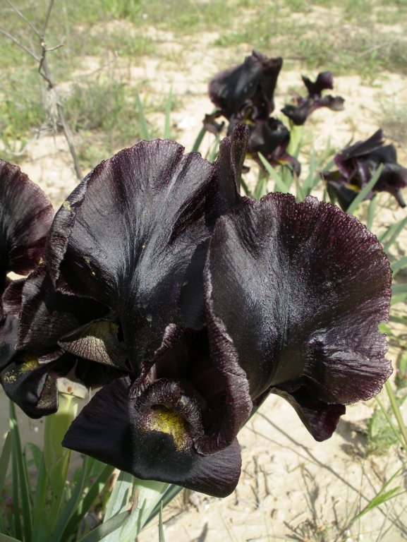 Изображение особи Iris atrofusca.