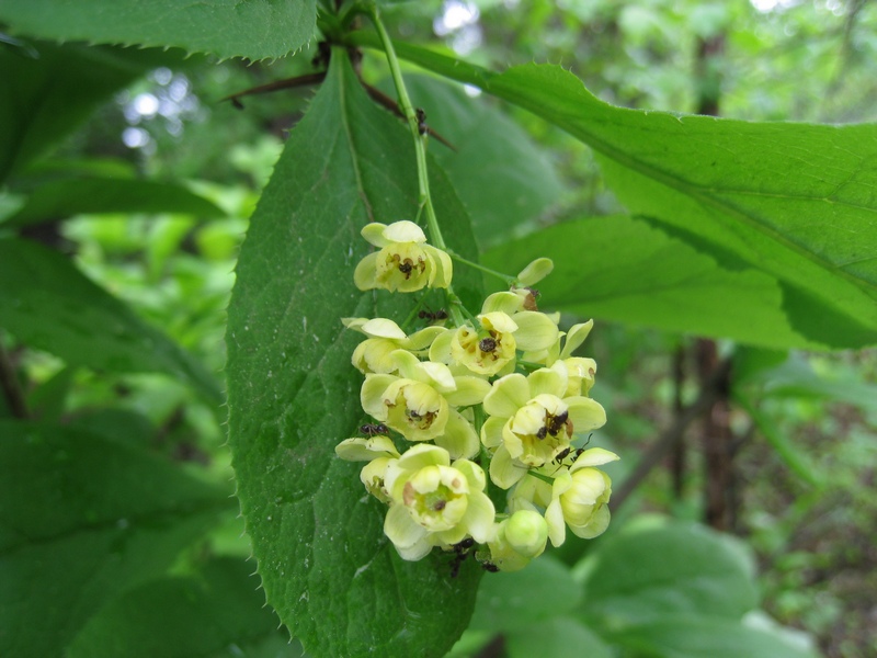 Image of Berberis amurensis specimen.