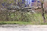 Cerasus vulgaris. Взрослое дерево, сломанное ветром. Черноморское побережье Кавказа, г. Новороссийск, в культуре. 17 апреля 2013 г.