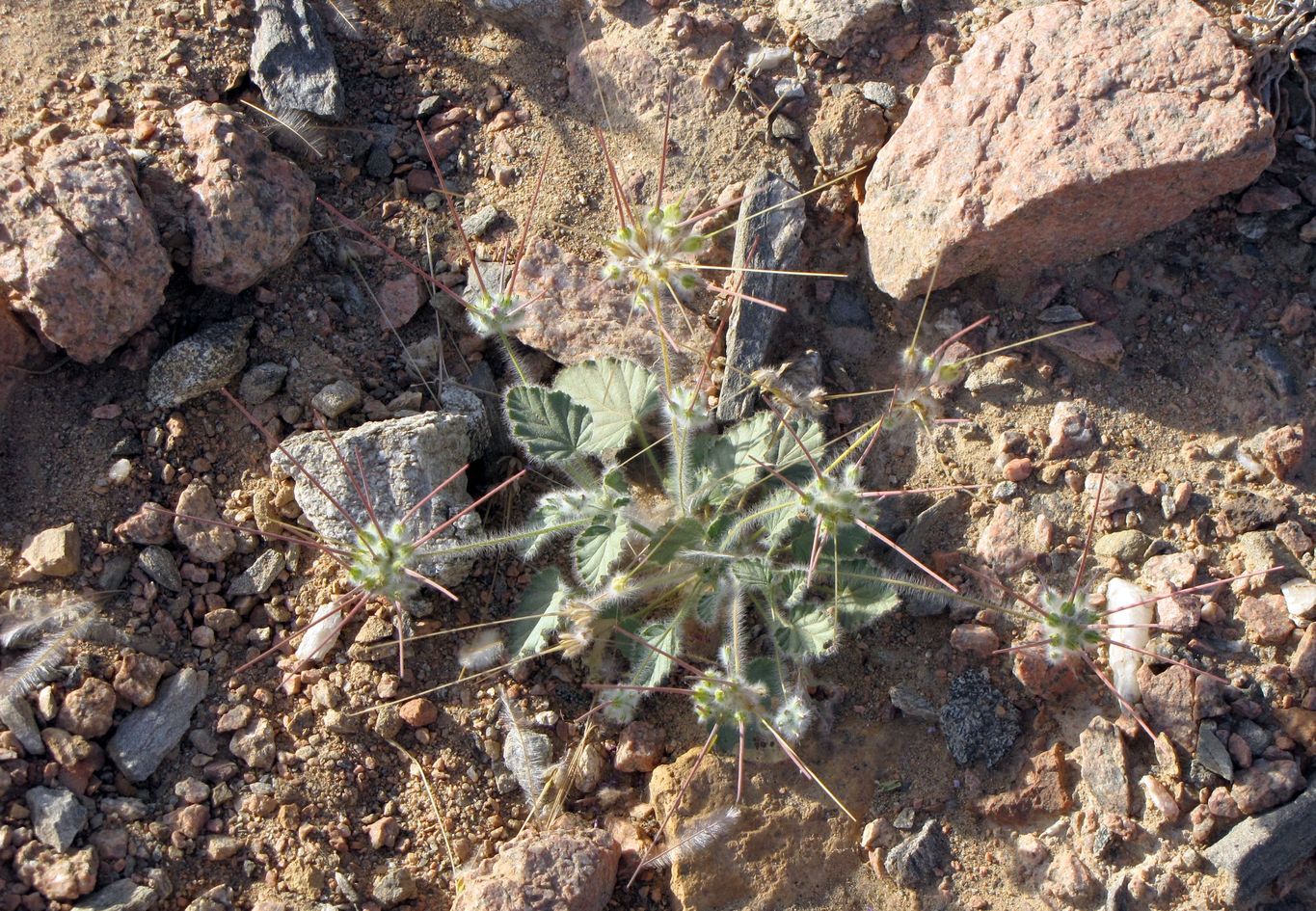 Image of Monsonia heliotropioides specimen.