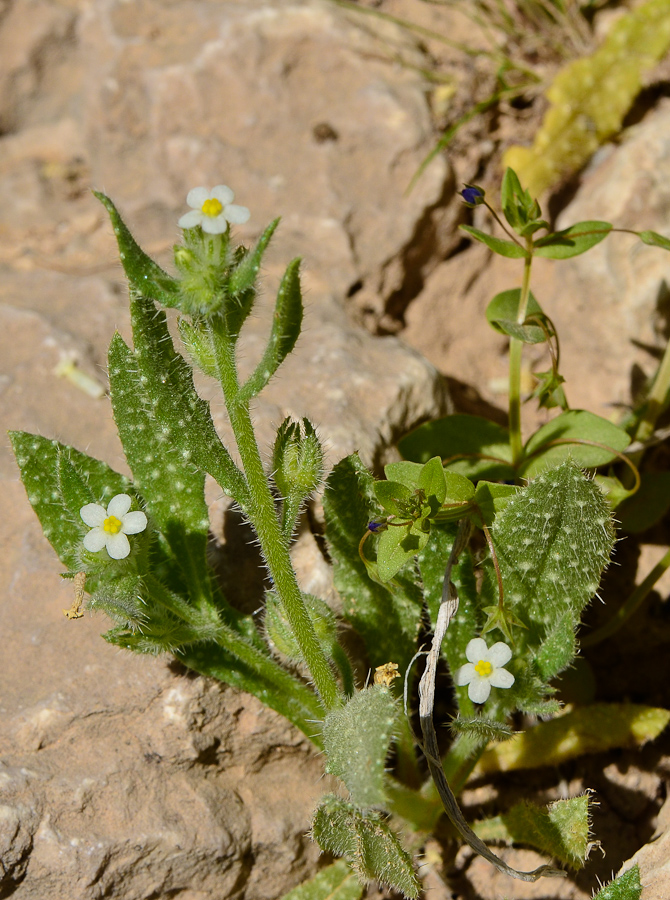 Изображение особи Anchusa milleri.