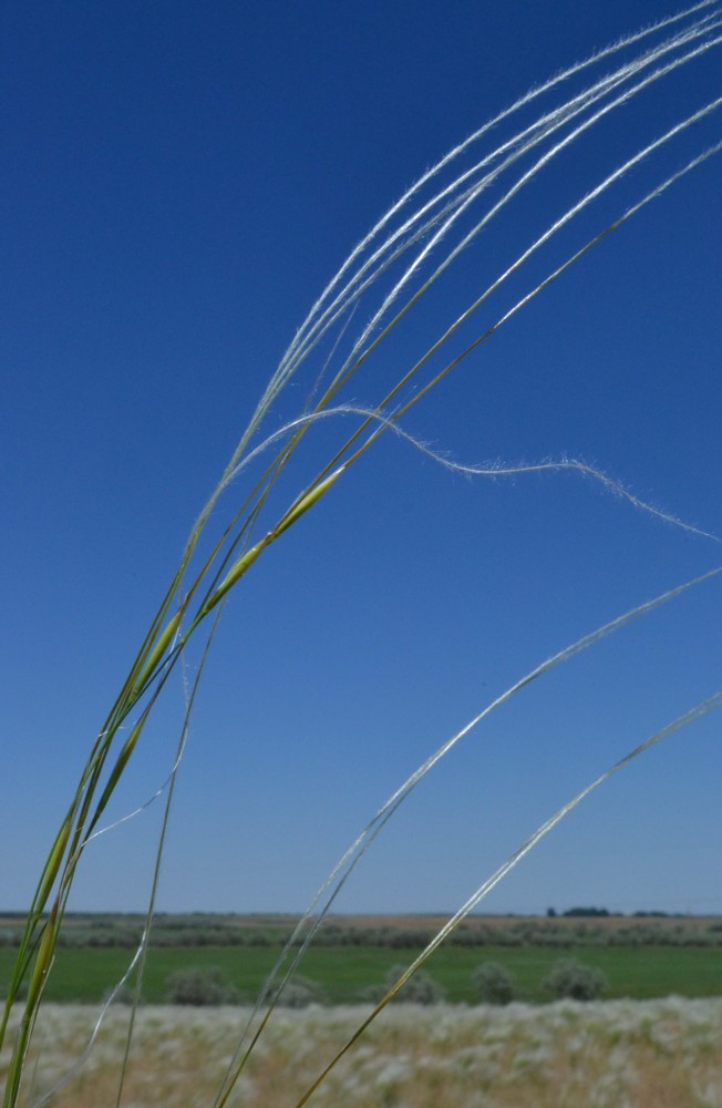 Изображение особи род Stipa.