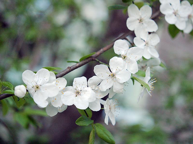 Изображение особи Prunus cerasifera.