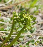 Botrychium lanceolatum. Разворачивающиеся вайи. Мурманская обл., Североморский р-н, окр. пос. Росляково, луг. 22.06.2013.