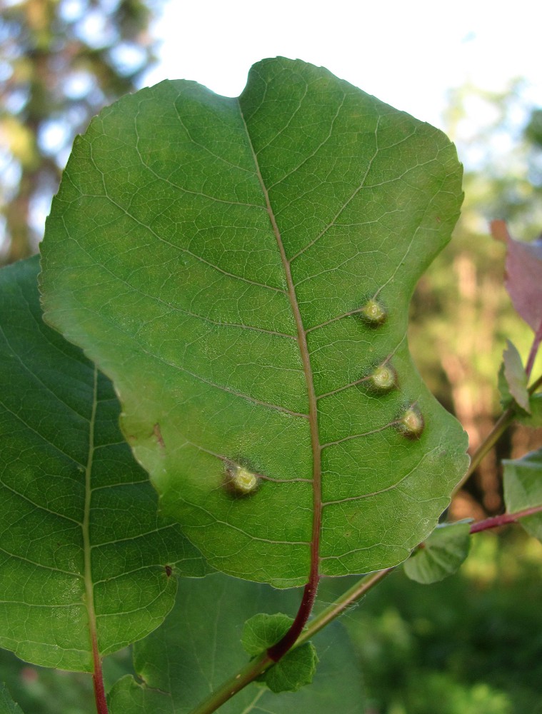 Image of Salix pyrolifolia specimen.