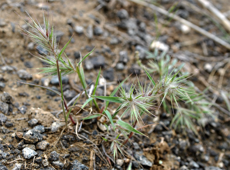 Image of Eremopyrum distans specimen.