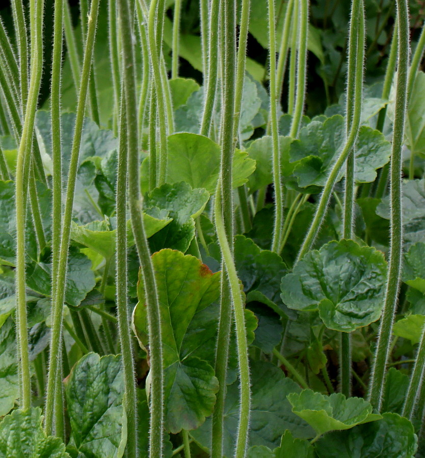 Image of Heuchera cylindrica specimen.