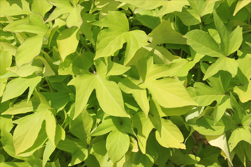 Image of Ipomoea batatas specimen.