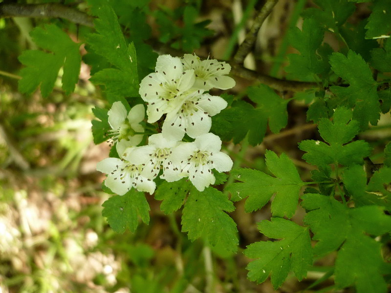 Image of Crataegus monogyna specimen.