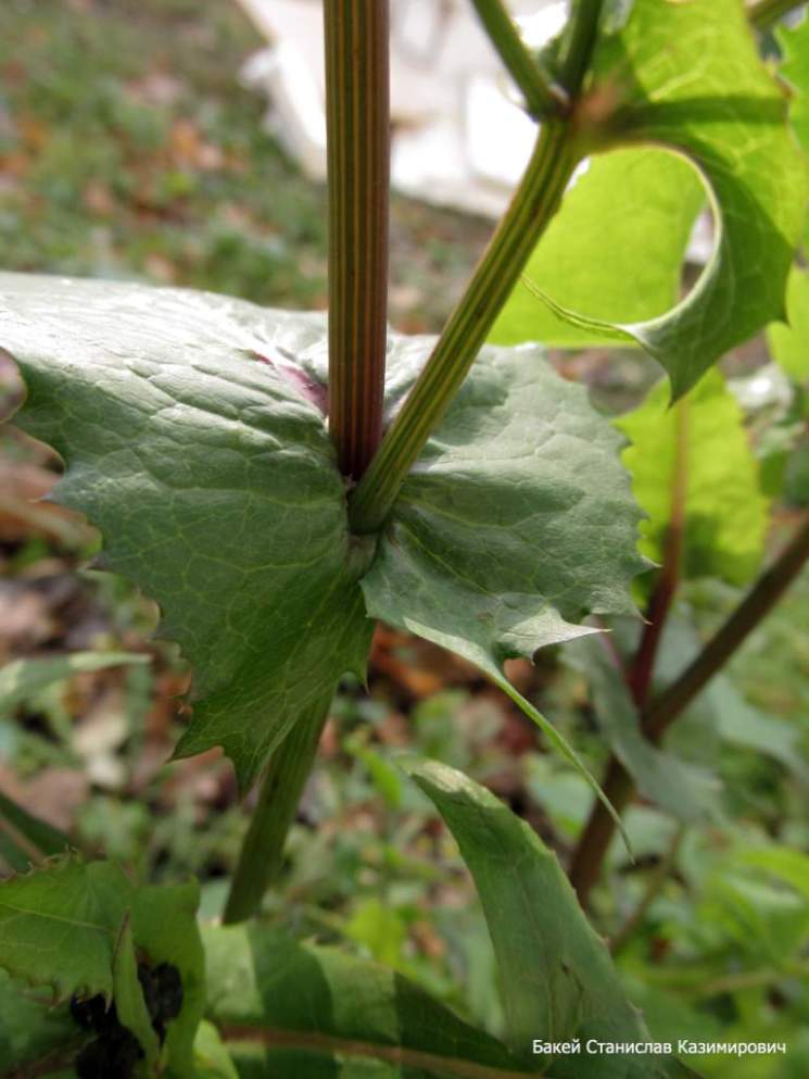 Image of Sonchus oleraceus specimen.