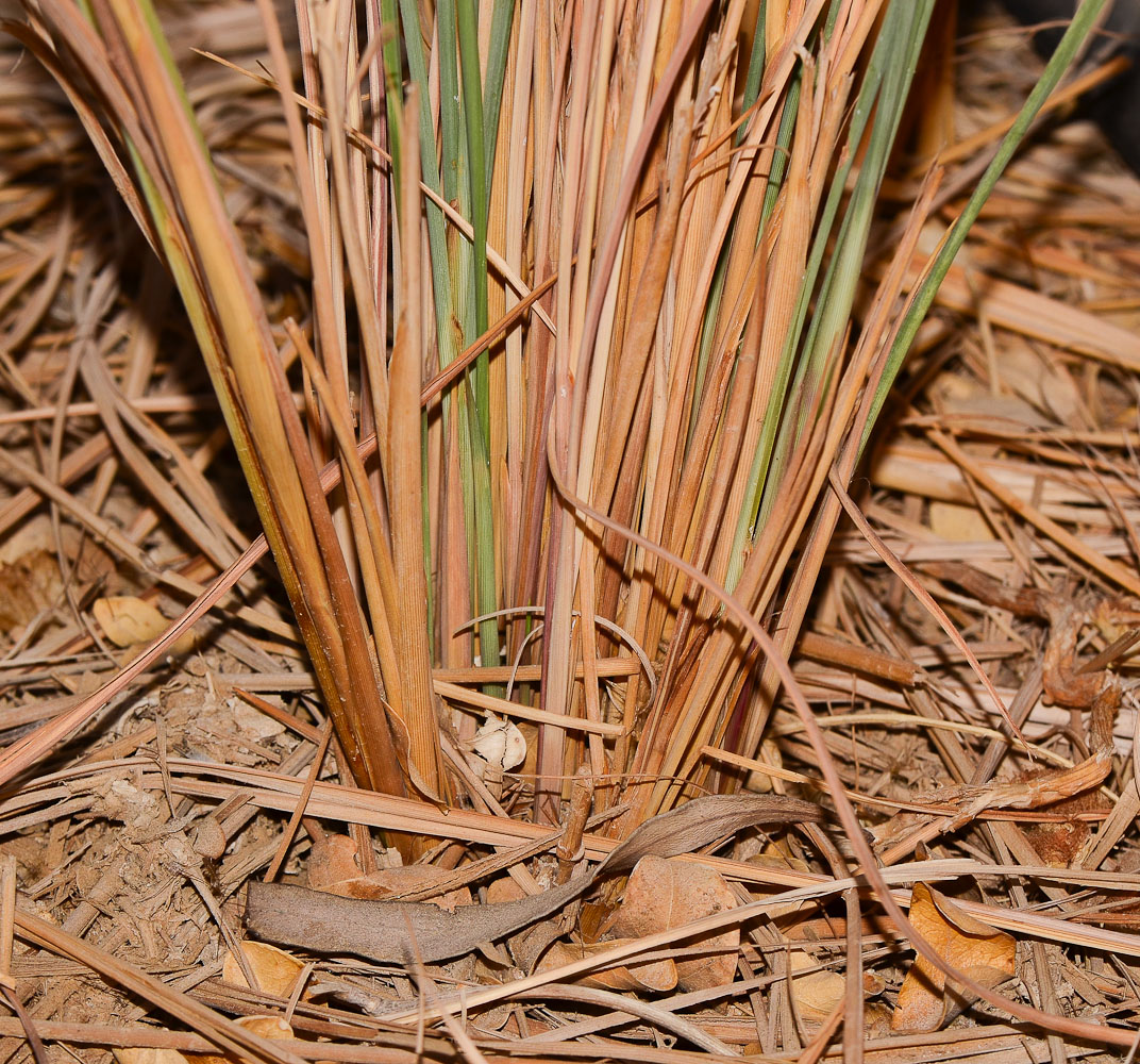 Image of Imperata cylindrica specimen.