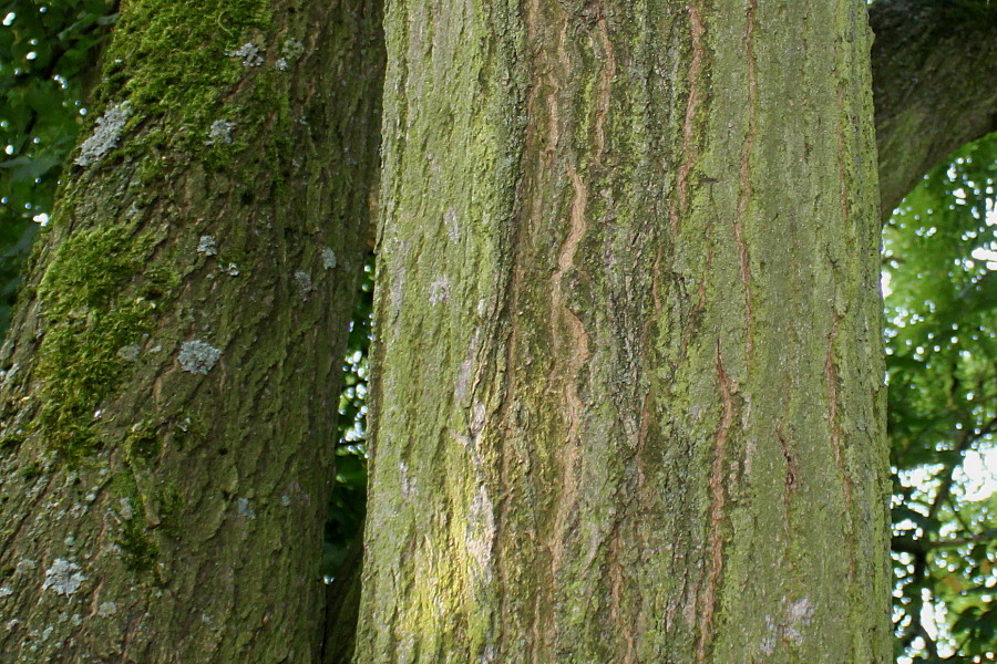 Image of Styphnolobium japonicum specimen.