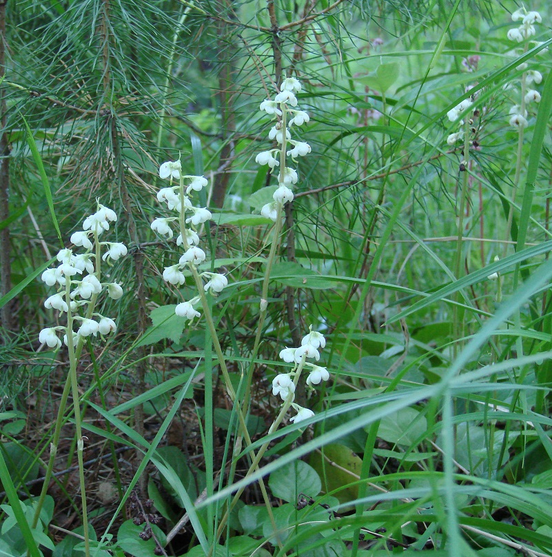 Image of Pyrola rotundifolia specimen.