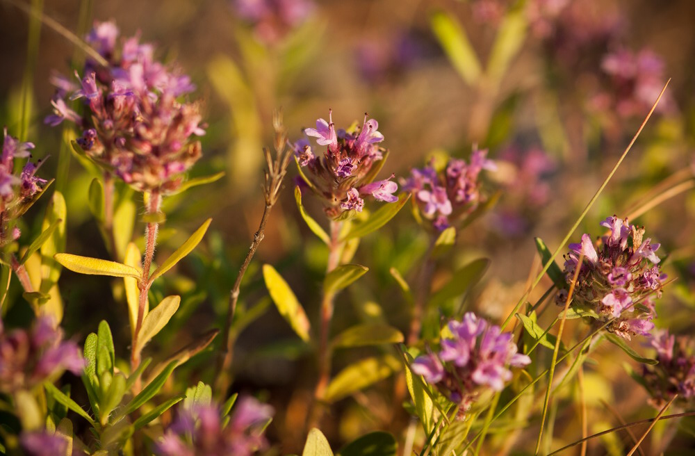 Изображение особи род Thymus.