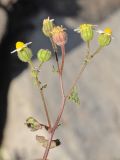 Perityle emoryi. Верхушка растения с соцветиями. США, Калифорния, Joshua Tree National Park. 19.02.2014.