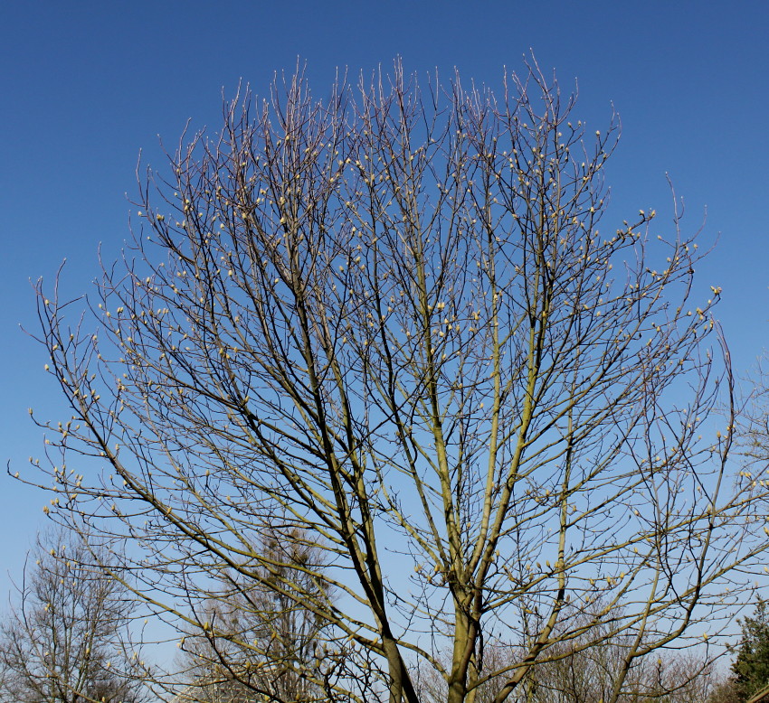 Image of Magnolia denudata specimen.