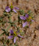 Fagonia glutinosa