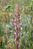 Orobanche cumana