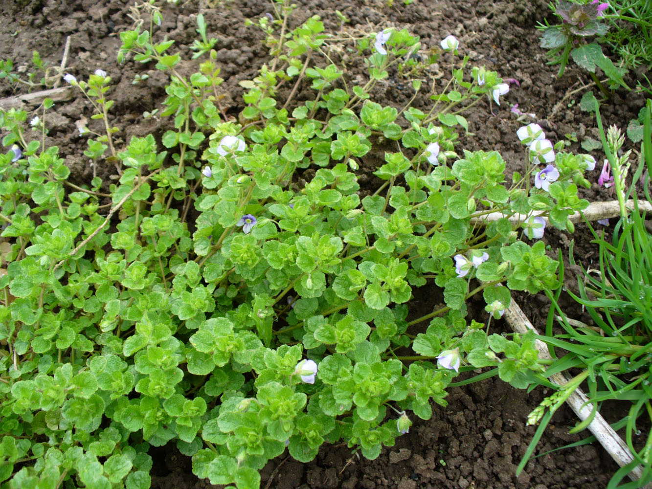 Изображение особи Veronica filiformis.