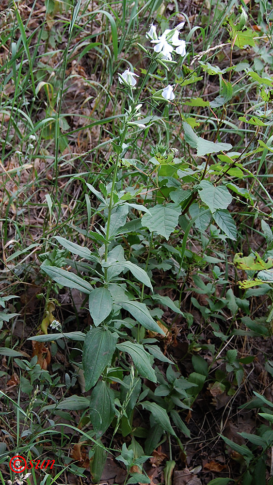 Изображение особи Saponaria officinalis.