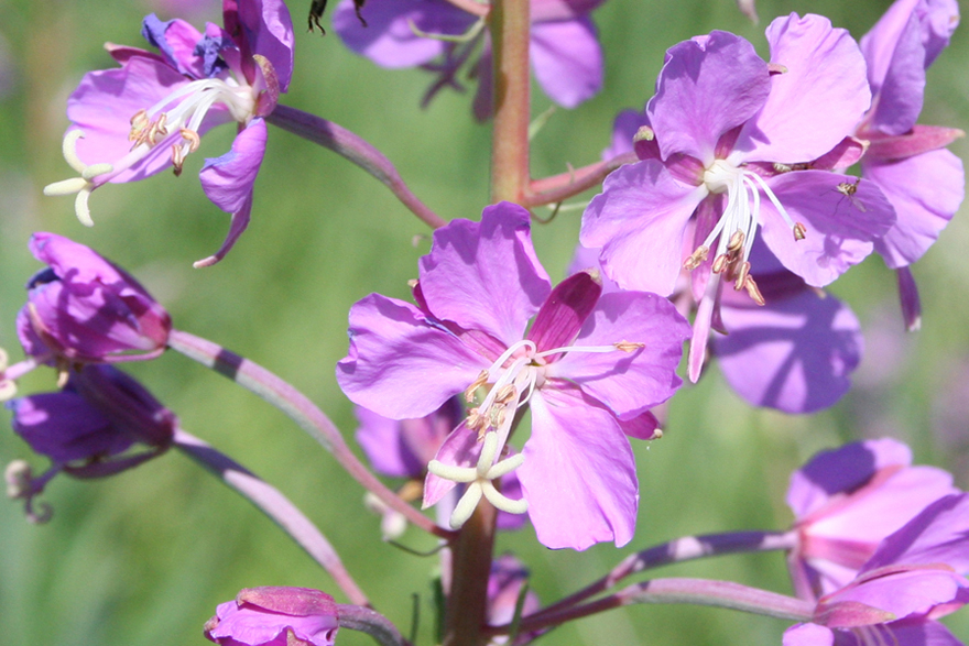 Image of Chamaenerion angustifolium specimen.