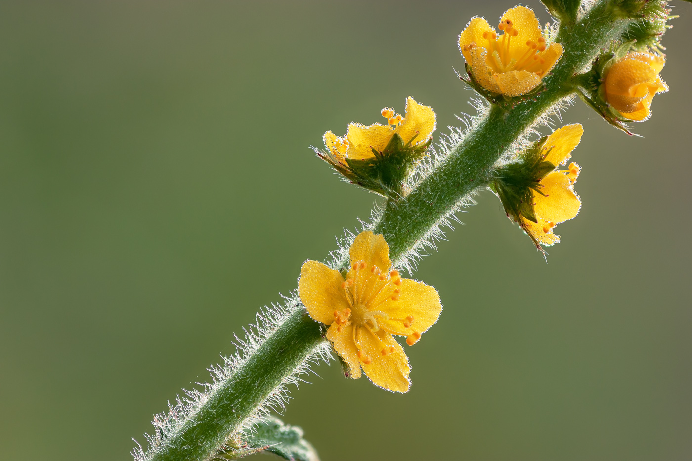 Image of Agrimonia asiatica specimen.