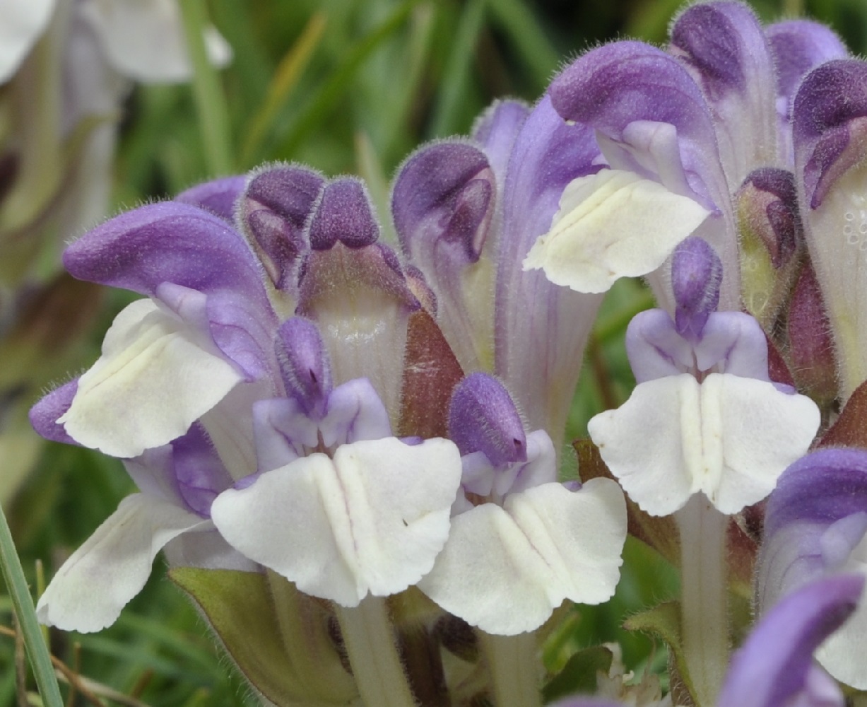 Image of Scutellaria alpina specimen.