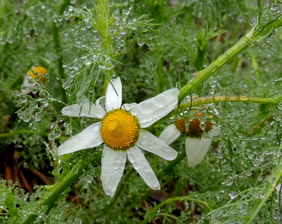 Изображение особи Tripleurospermum inodorum.