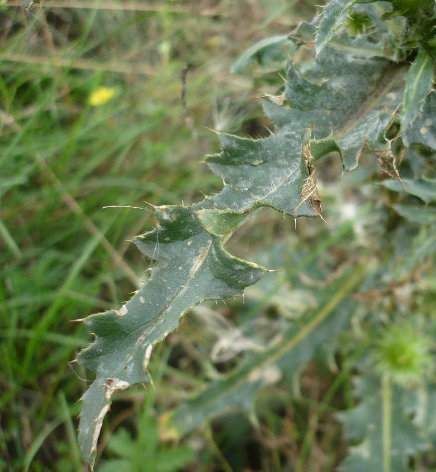 Image of Carduus thoermeri specimen.