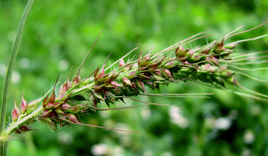 Image of Echinochloa crus-galli specimen.