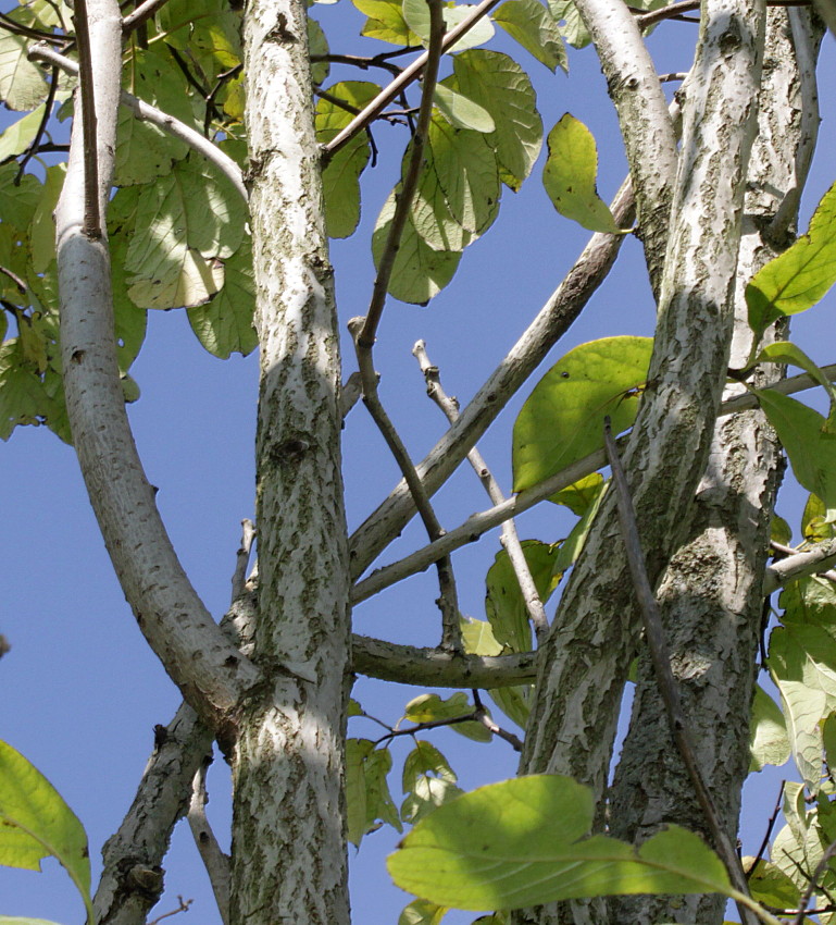 Image of Ehretia bakeri specimen.