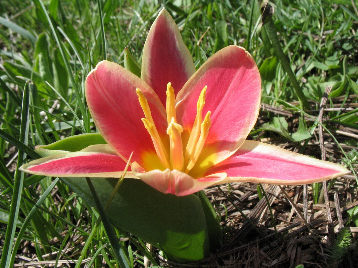 Image of genus Tulipa specimen.