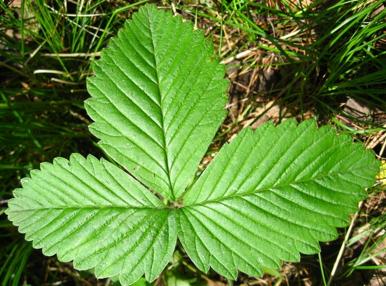 Изображение особи Fragaria moschata.